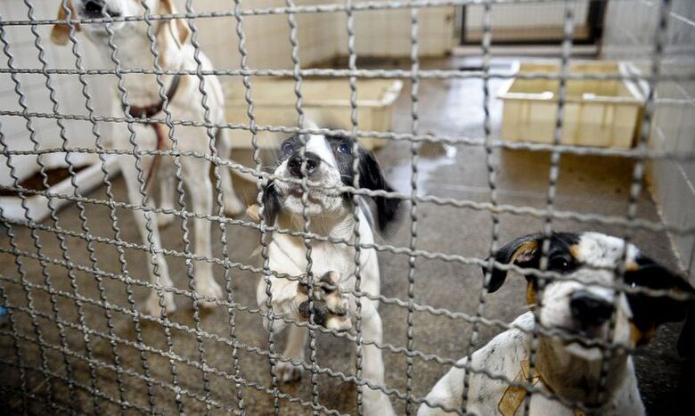 Cães - Crédito: © Fábio Pozzebom/Agência Brasil