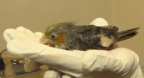 Calopsita tem pata arrancada por mordida do dono - Crédito: divulgação