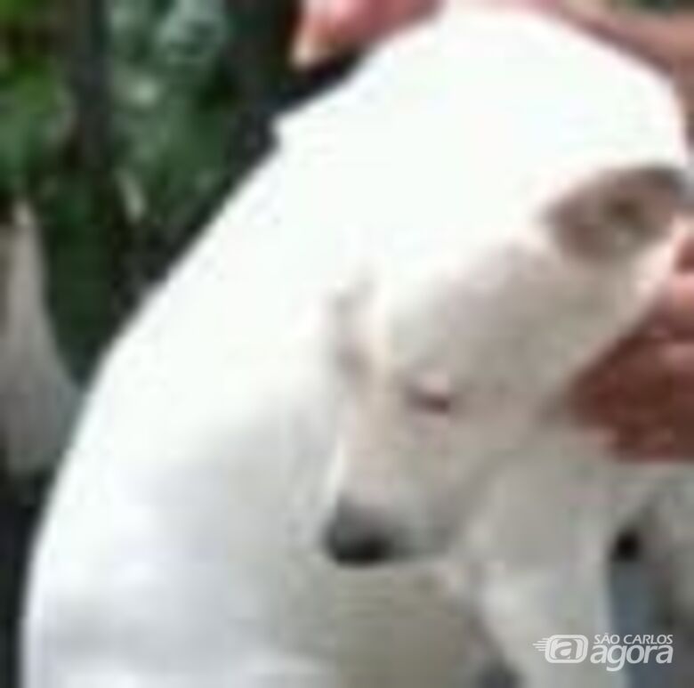 Homenagem da Funerais Pet ao cachorro Bolinha - 