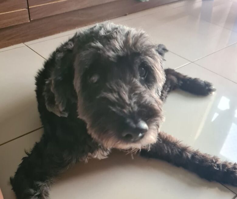 Homenagem da Funerais Pet a cachorrinha Belinha -
