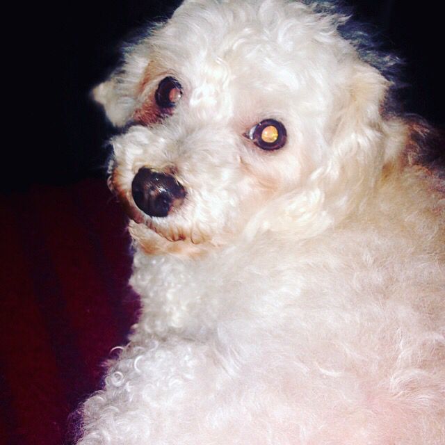 Homenagem da Funerais Pet ao cachorrinho Cookie -