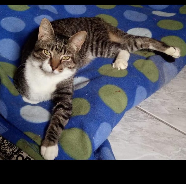 Homenagem da Funerais Pet ao gato Bernardo -