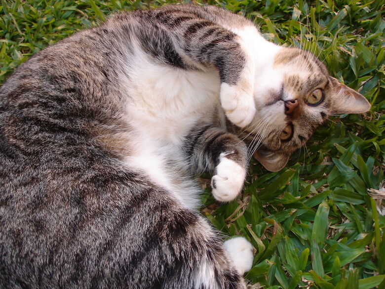 Homenagem da Funerais Pet à gatinha Mika -