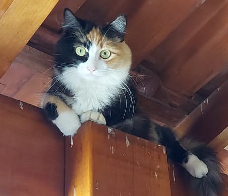 Gatinha Berinjela desaparece na Vila Pureza -