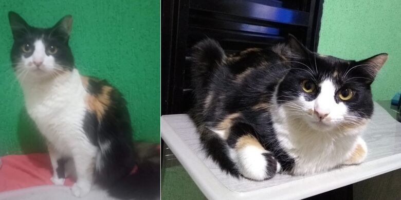 Gatinha Chiclete desaparece no Aracy 2 -
