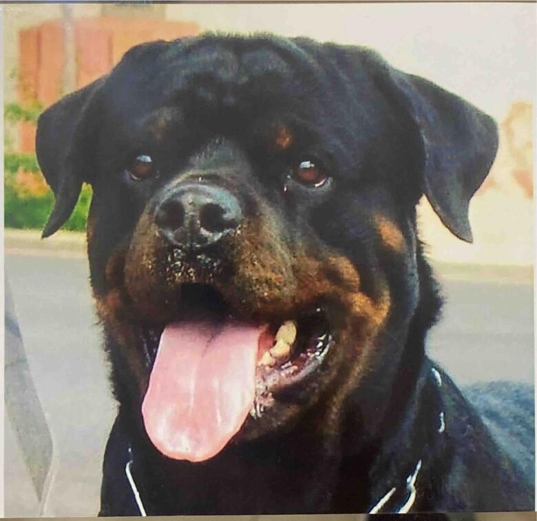 Homenagem da Funerais Pet ao cachorrinho Airon -
