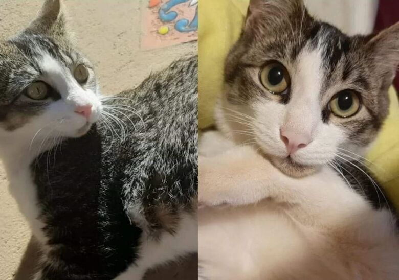Procura-se gatinho Loki que desapareceu no Centro -