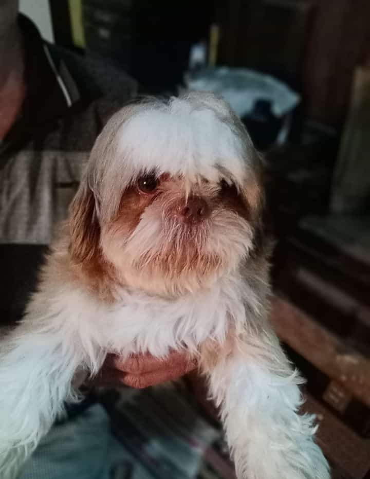 Cachorrinho Bethoven desaparece na região do Tangará -