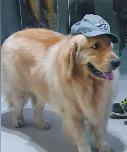 Homenagem à Cachorrinho Koda -