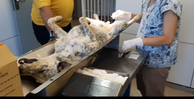 São Carlos vai castrar 600 animais domésticos no próximo fim de semana - Crédito: Divulgação