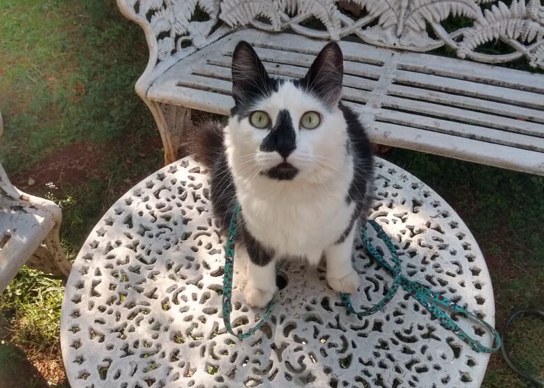 Gatinho Oz desaparece na região do Damha; família oferece recompensa para quem ajudar a encontrá-lo -