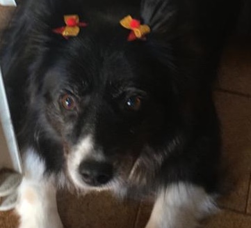 Homenagem da Funerais Pet a cachorrinha Layla -