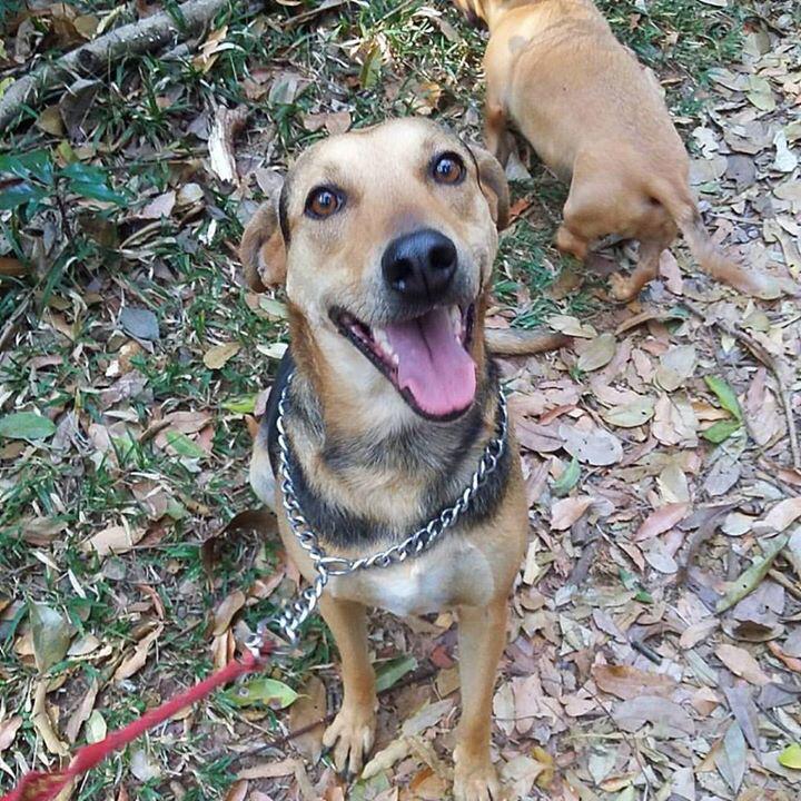 Homenagem da Funerais Pet à cachorrinha Cacau -