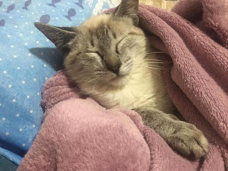 Homenagem da Funerais Pet a gatinha Mulan -