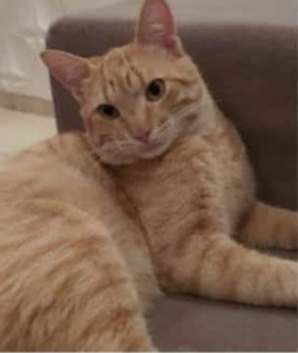 Procura-se gatinho Farelo que desapareceu no Itamaraty -