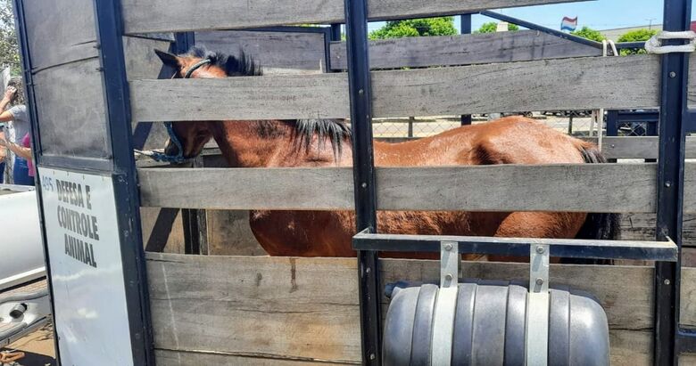 Cavalo foi resgatado e encaminhado ao hospital universitário - Crédito: Divulgação