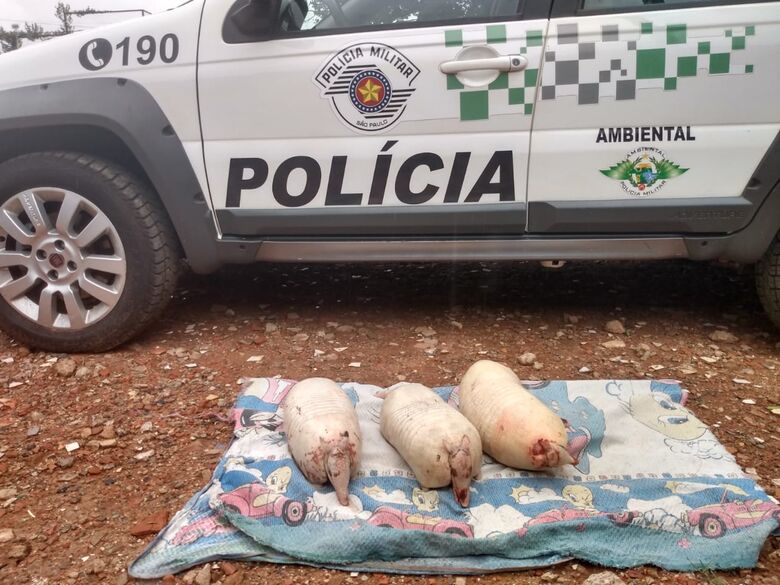 Polícia Ambiental apreende carne de tatu em residência no Antenor Garcia -