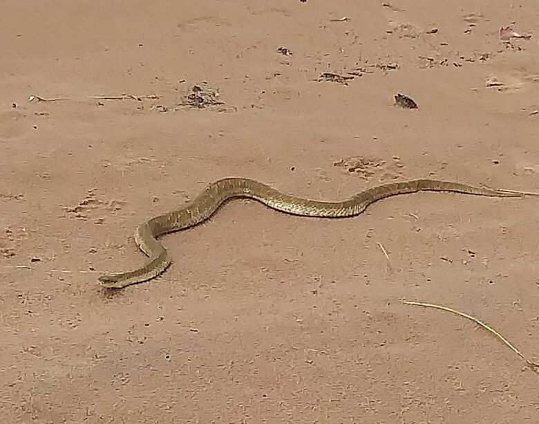 Cobra aparece na represa do Broa - Crédito: reprodução