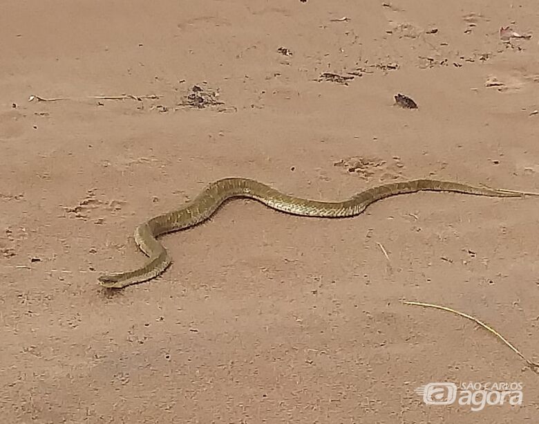 Cobra aparece na represa do Broa - Crédito: reprodução
