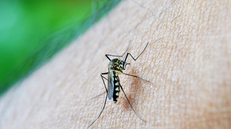 Mosquito da dengue - Crédito: Divulgação