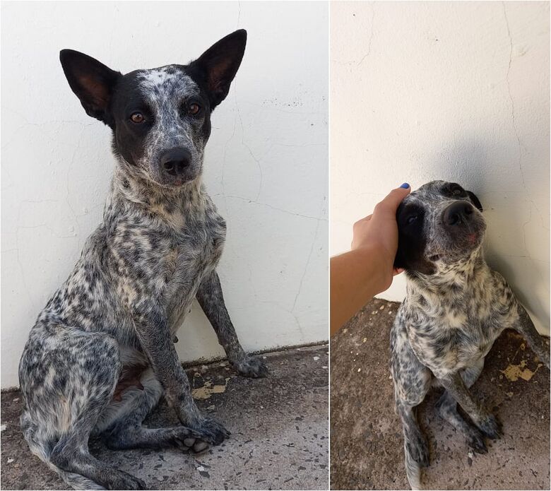 Procura-se cachorra que desapareceu na região do Passeio São Carlos [localizada] - Crédito: divulgação