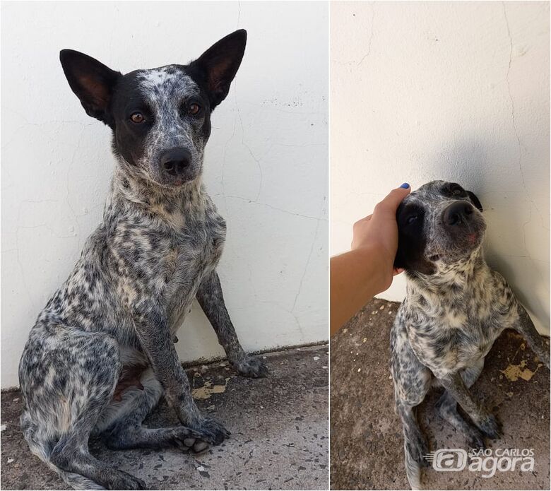 Procura-se cachorra que desapareceu na região do Passeio São Carlos [localizada] - Crédito: divulgação