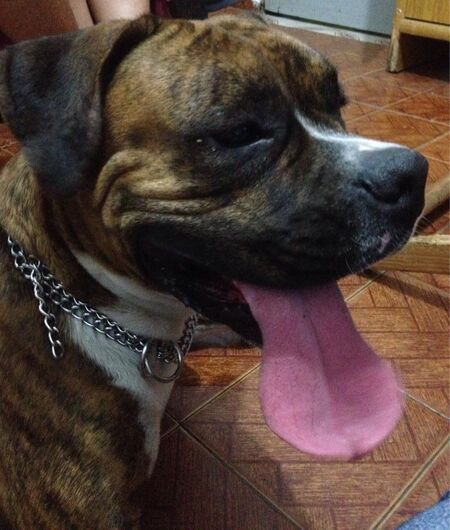 Homenagem da Funerais Pet ao cachorro Tayson -