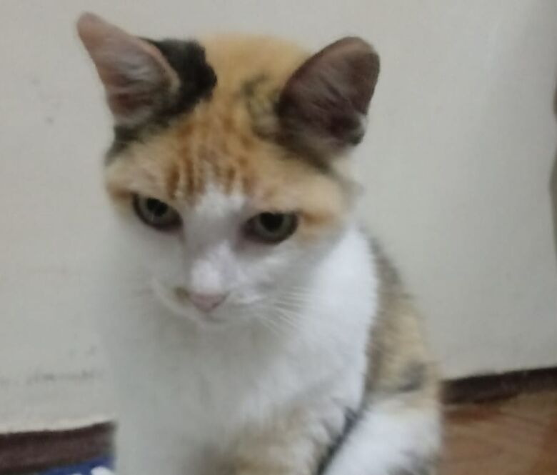 Homenagem da Funerais Pet a gatinha Charanga -