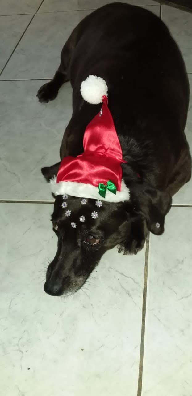 Homenagem da Funerais Pet à cachorrinha Kenia -