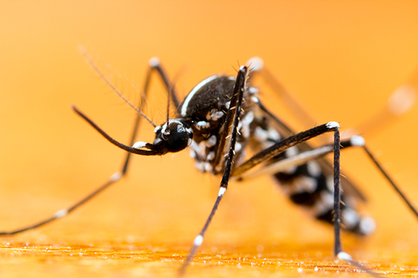 A Febre Amarela é uma doença infecciosa febril aguda, causada por um vírus transmitido por mosquitos vetores - Crédito: Divulgação