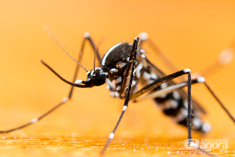 A Febre Amarela é uma doença infecciosa febril aguda, causada por um vírus transmitido por mosquitos vetores - Crédito: Divulgação