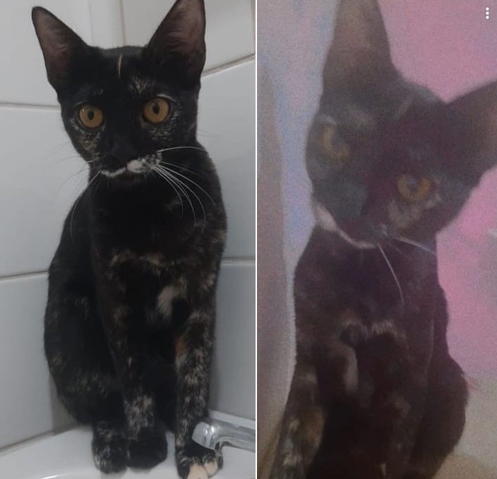 Gatinha Malu desaparece do Centro. Ajude a encontrá-la -