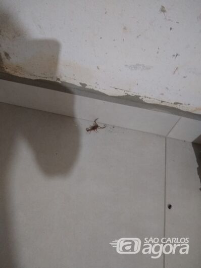 Escorpião foi capturado em uma casa no Parque Industrial - Crédito: Divulgação