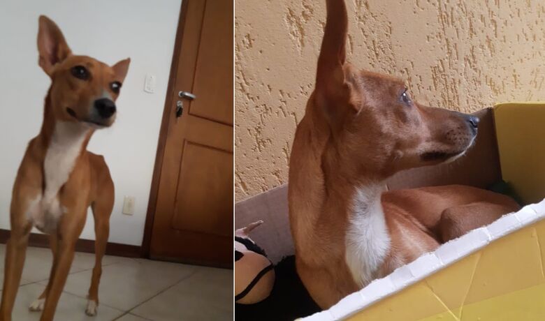 Cachorrinha Mel desaparece no Cruzeiro do Sul - 