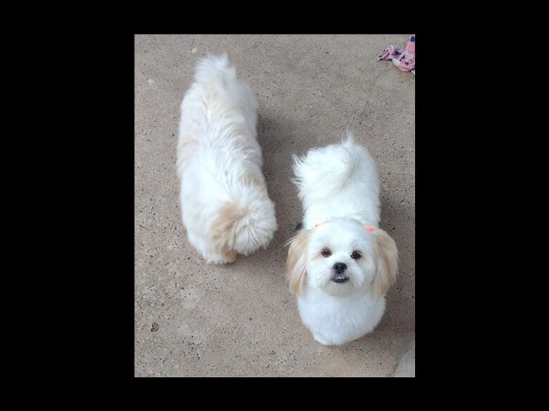 Cachorrinhos desaparecem no Planalto Verde - Crédito: Divulgação