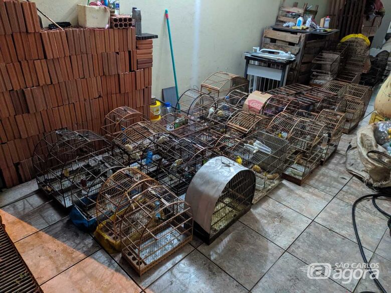 Proprietário de bar é multado em R$ 184 mil por maus-tratos e e criação de aves silvestres em cativeiro - Crédito: Maycon Maximino