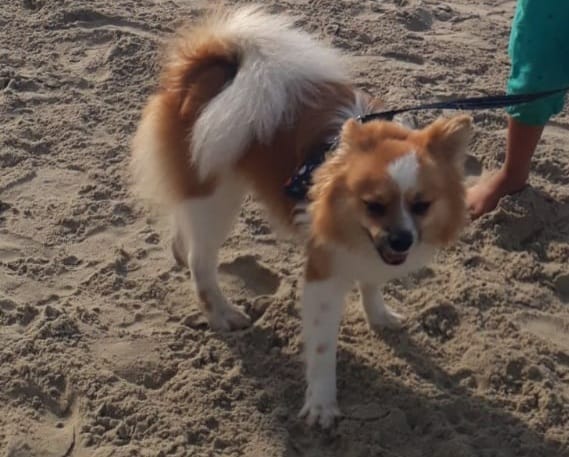 Cachorro desaparece no Embaré. Ajude a encontrá-lo -