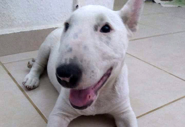 Cachorrinha Pandora desaparece na região do Abdelnur - Crédito: divulgação