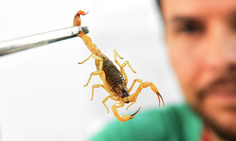 Unidade de controle de zoonoses e endemias orienta sobre a prevenção de escorpiões - Crédito: © Divulgação/Ministério da Saúde
