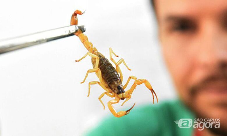 Unidade de controle de zoonoses e endemias orienta sobre a prevenção de escorpiões - Crédito: © Divulgação/Ministério da Saúde