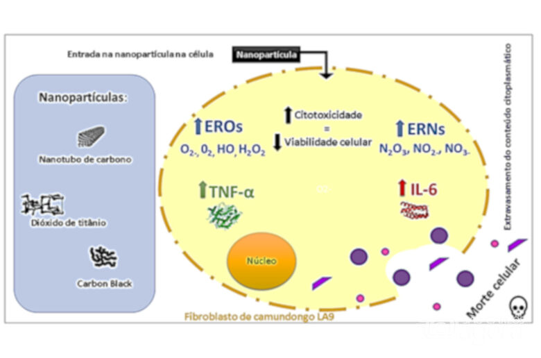 Estudo investiga a segurança do uso de nanopartículas industriais - Crédito: Divulgação