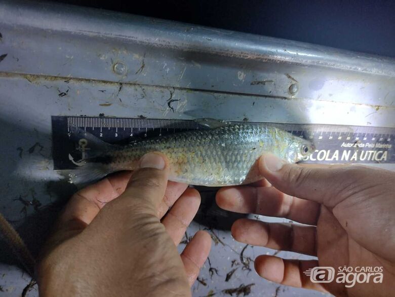 Peixe capturado fora de medida - Crédito: PMAmb