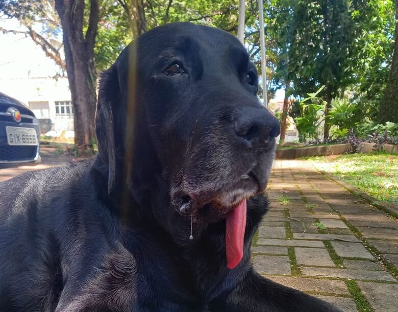 Homenagem da Funerais Pet ao cachorrinho Aquiles -