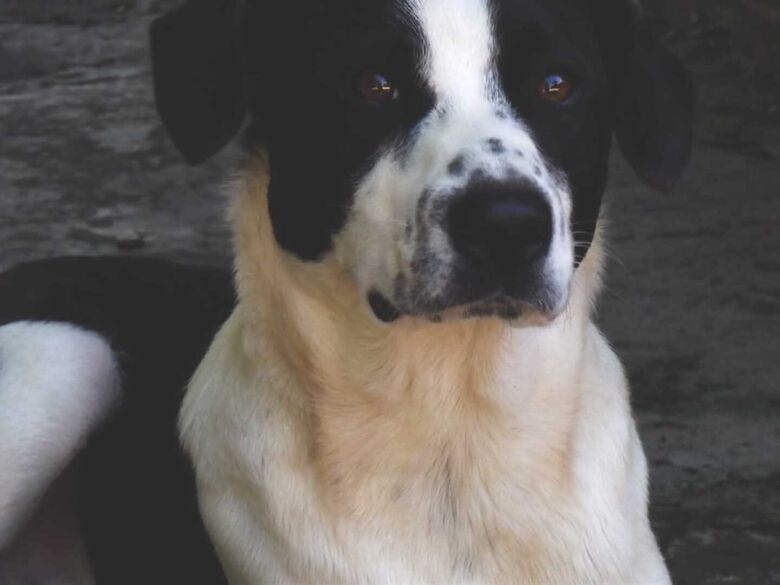 Homenagem da Funerais Pet ao cachorrinho Pongo -