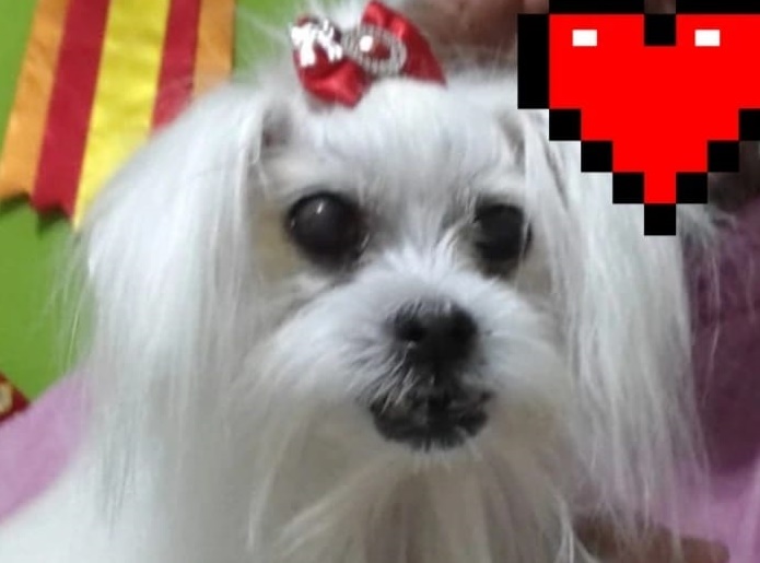Homenagem da Funerais Pet a cachorrinha Belinha - 