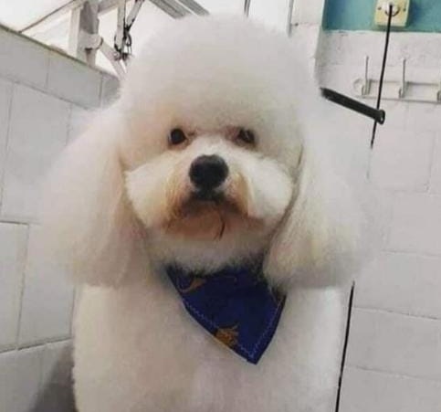 Cachorrinho Mayke desaparece na região do De Cresci -