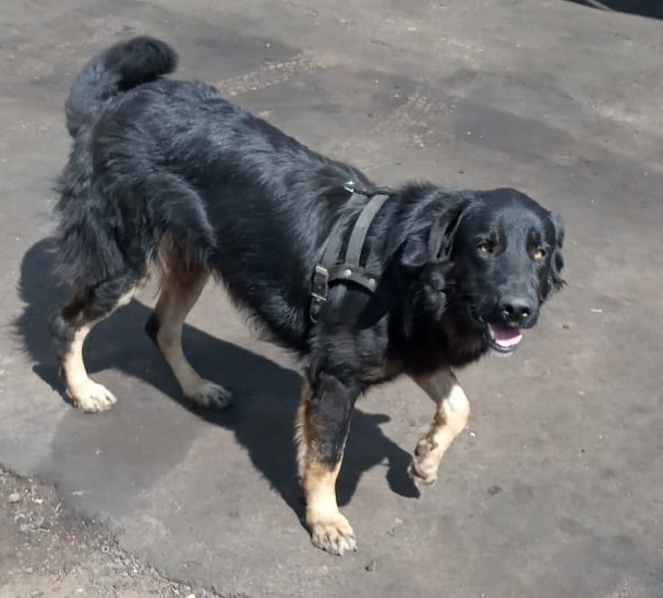 Cachorro Max desaparece na região da Vila Brasília - 