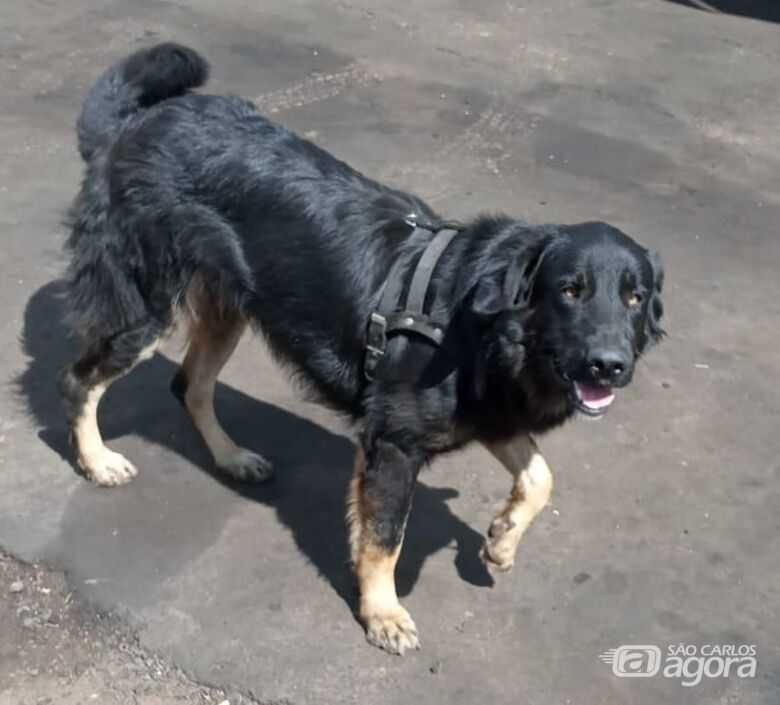 Cachorro Max desaparece na região da Vila Brasília - 