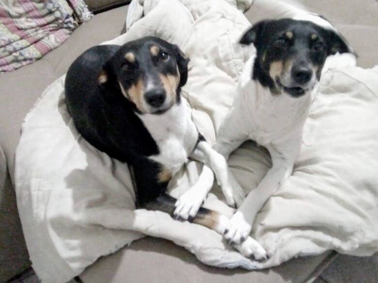Cachorras Mel e Meg desaparecem na região da Vila Prado - 