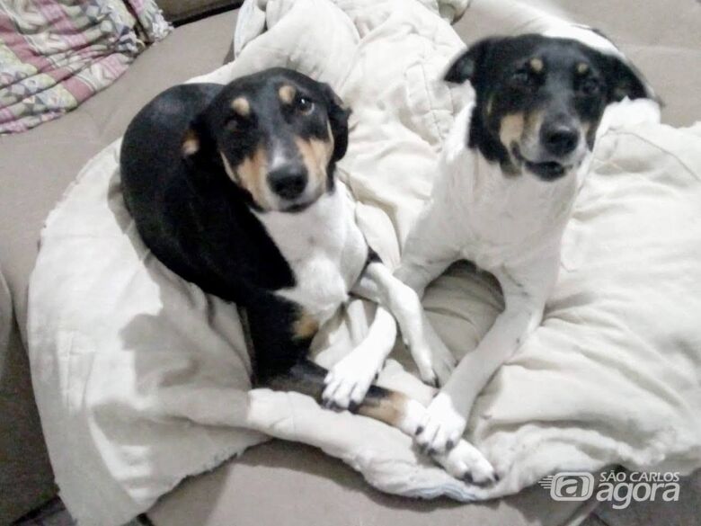 Cachorras Mel e Meg desaparecem na região da Vila Prado - 
